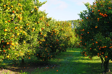 Wall Mural - Orchard grove of mandarin trees with bright citrus fruit growing on trees against a blue sky