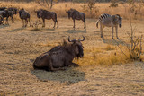 Fototapeta Sawanna - Wilderbeast and zebras waiting to feed, Matopos, Zimbabwe