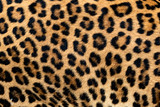 Detail skin of leopard.