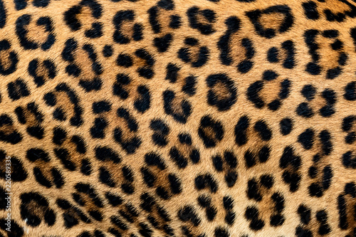 Detail skin of leopard. Poster Mural XXL