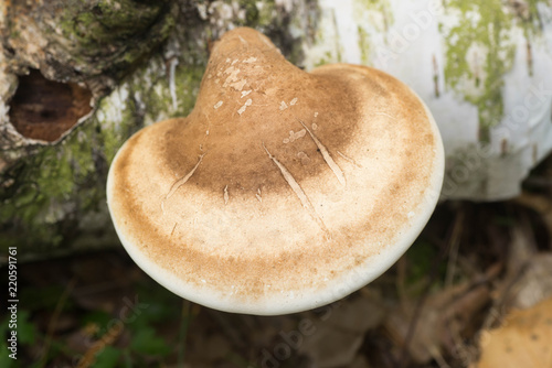 Fotografia, Obraz fomes fomentarius , tinder fungus, hoof fungus, tinder conk, tinder polypore mus