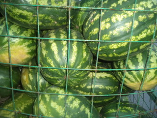 Wall Mural - watermelons in a cage prepared for sale