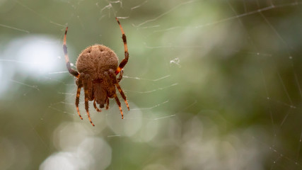 Spider