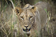 Wild lioness walking through tall grass in Africa