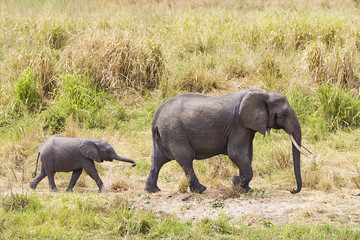 Wall Mural - adult and baby elephant walking in africa