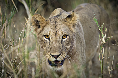 Fotografie, Obraz Wild lioness walking through tall grass in Africa