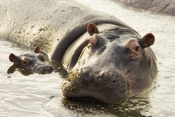 Wall Mural - mother and baby hippopotamus