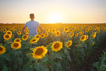 Man In Meadow Of Sunflower At Sunset.