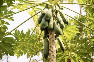 Wall Mural - Focus papaya fruit  on tree from bottom view background. Asian superfruit. Tropical fruits. image for background, wallpaper and copy space. Tree papaya. Raw papaya on tree.