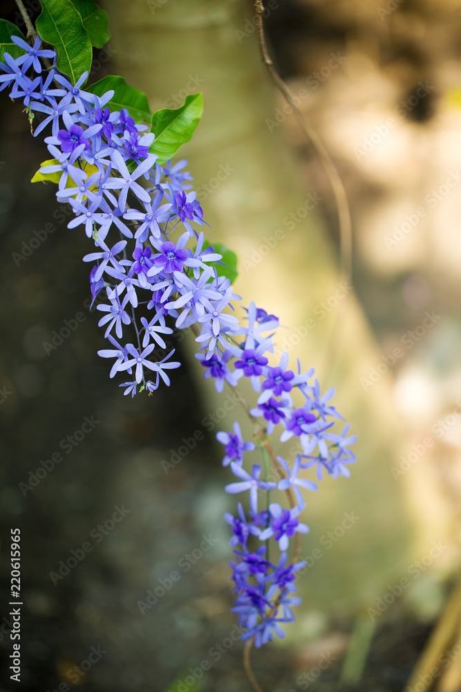 The blossoming weet of Purple inflorescence flower. image for ...