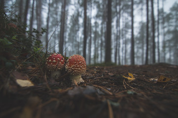 Poisonous mushrooms in the misty forest