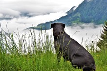 Black Dog Sits In The Mountains Above The Clouds And Looks