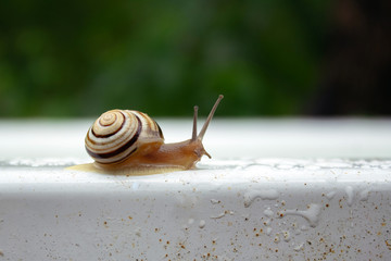 striped snail crawls on white and green background with drops of water