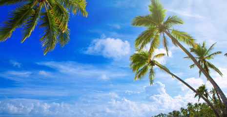 Canvas Print - palm trees on tropical beach. travel background.