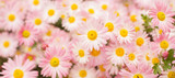 Nature autumn Background with pink chrysanthemum flowers