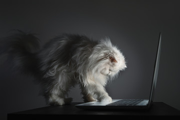 Curious White Persian cat trying to use a laptop
