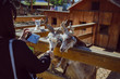 © phpetrunina14 - young woman feeding animals and taking picture. goat close up. zoo life. farming