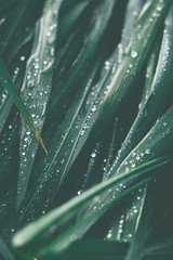 Macro photography of wet grass after rain. Moody toned.