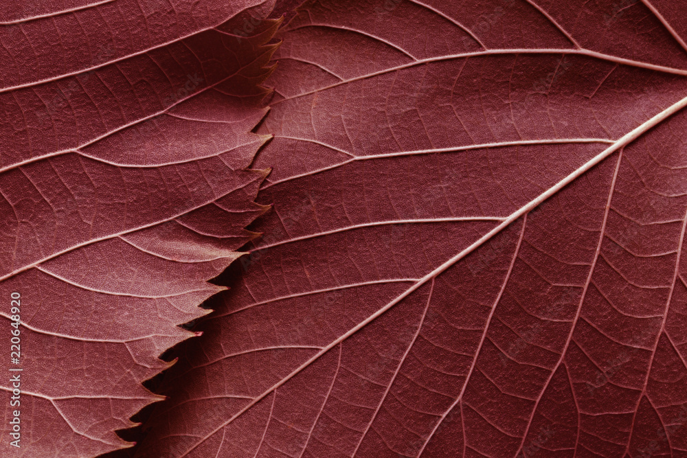 Macro image of red leaves, natural background - obrazy, fototapety, plakaty 
