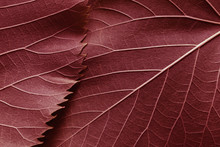Macro Image Of Red Leaves, Natural Background