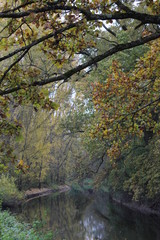 Wall Mural - autumn forest