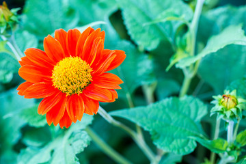 Wall Mural - Close up zinnia, dahlia flower background, wallpaper, nature flower  vivid color for backdrop. image for background, wallpaper, copy space, backdrop, illustration and article.