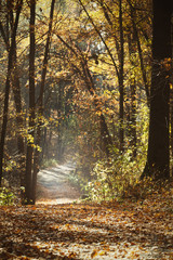 Poster - Autumn forest landscape, beautiful scene with sun beams