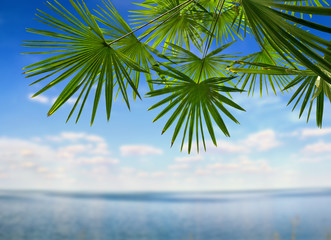 Wall Mural - Tropical leaves palm tree ( Livistona ) on blue sky background with space for text