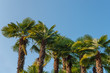Beautiful palm trees, isolated by the blue sky in sunny weather near the beach