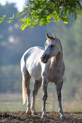 Horse graze freely in the field on the farm