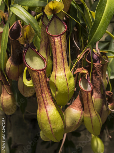 Fotomural Pitcher plant (Nepenthes veitchii x stenophylla), a natural hybrid
