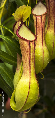 Fotografía Pitcher plant (Nepenthes veitchii x stenophylla), a natural hybrid