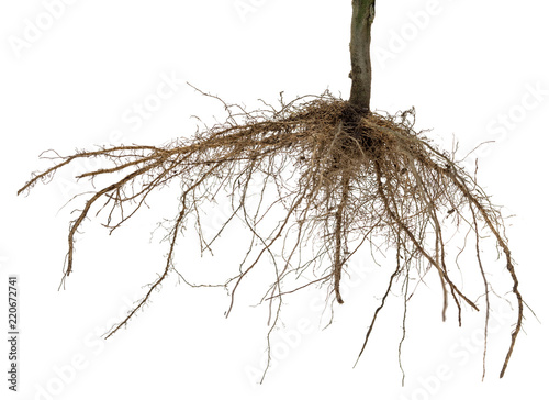 Fotomural Roots of tree or plant isolated on white background