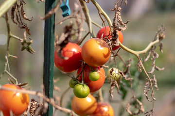 Wall Mural - Ripe tomatoes hanging at the tomato bush in autumn