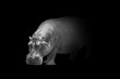 hippopotamus wildlife animal interior art collection