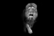 African lion wildlife animal interior art collection