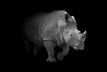 Rhinoceros Animal Wildllife Interior Art Collection