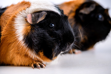 two black,white and red guinea pig