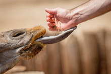 Hand Feeding A Giraffe At Zoo