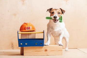 Dog as amusing builder holding hammer in mouth standing near hardhat