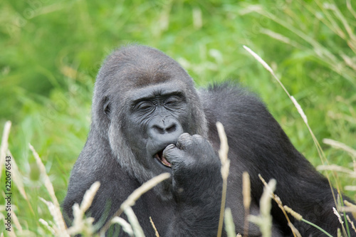 Fotografía  gorila_03