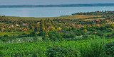 Fototapeta  - Nice vineyard in Hungary at lake Balaton
