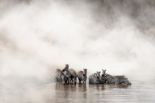 Zebra Drinking In The Mara