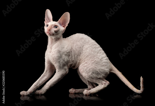 Cuadros en Lienzo Thoroughbred White Cornish Rex Cat on black background