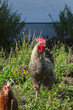 proud rooster in the garden