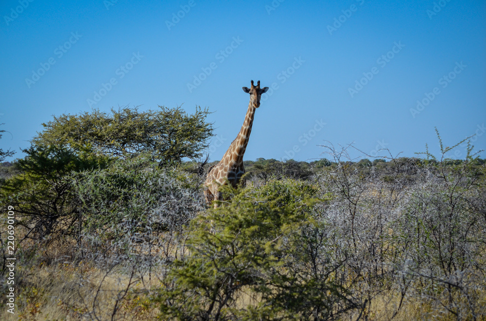 Giraffe