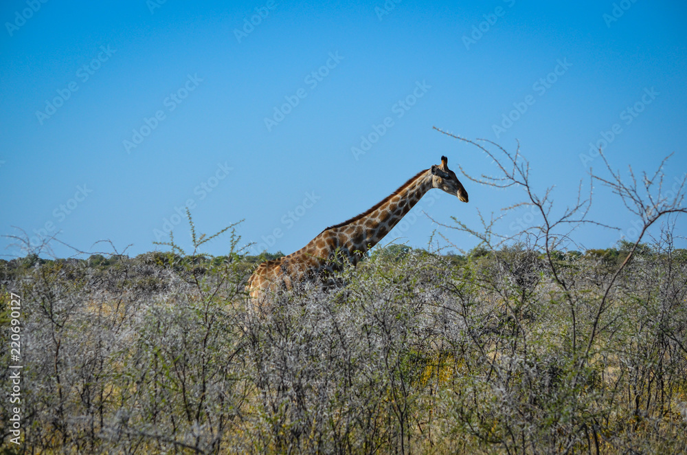 Giraffe