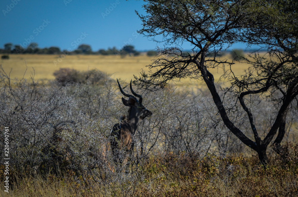 Kudu Antilope