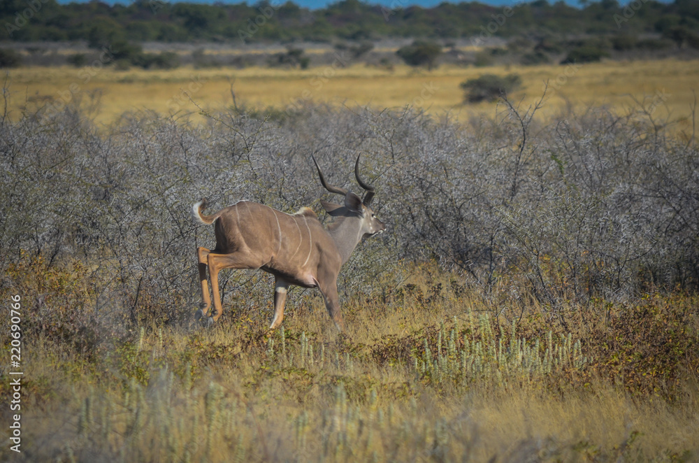 Kudu Antilope im Sprung