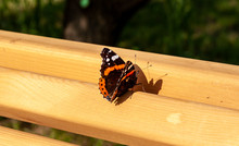Admiral Butterfly Sitting On A Bench In The Park